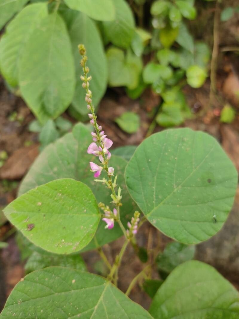 Desmodium gangeticum flower