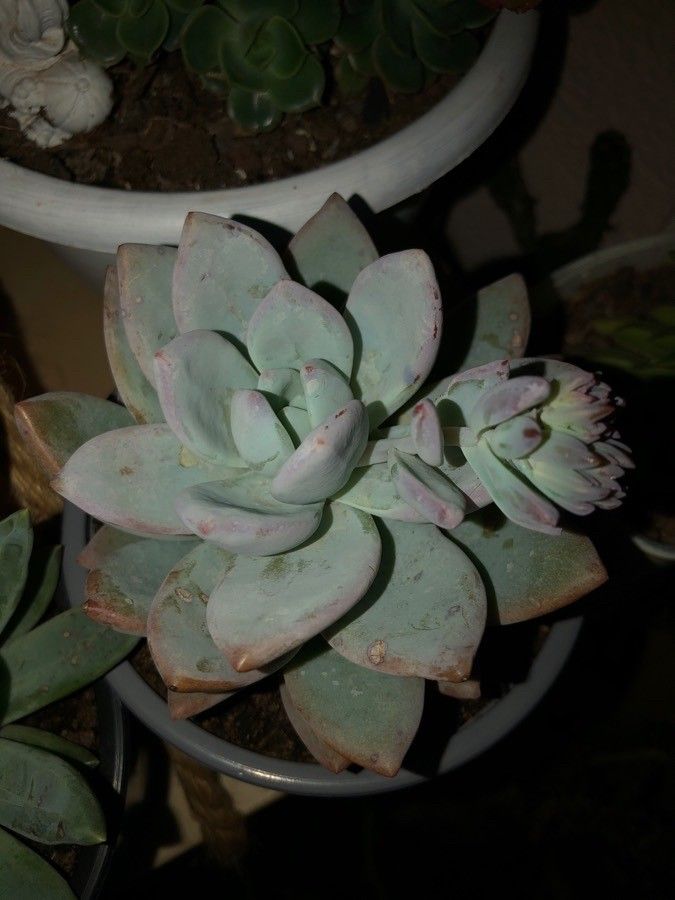 Echeveria violescens — search result for 'Echeveria'