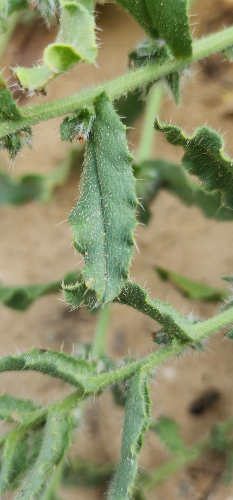 Anchusa hispida — search result for 'Anchusa'