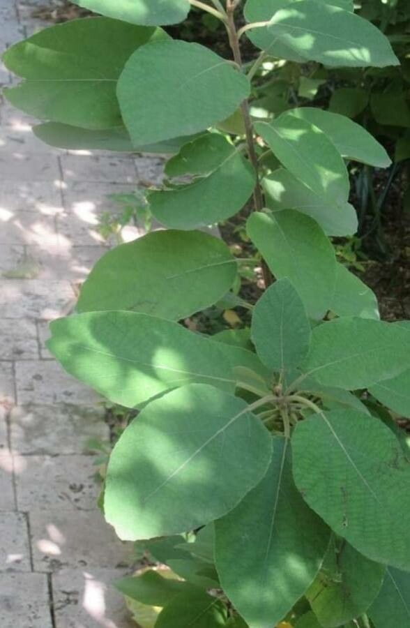 Cordia boissieri — search result for 'Cordia'