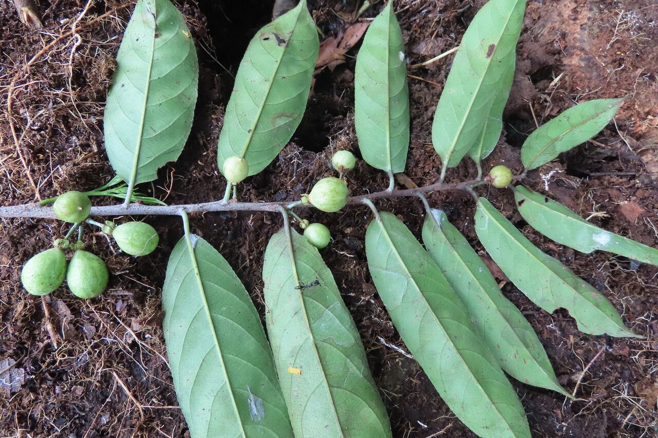 Casearia bicolor — houseplant care guide