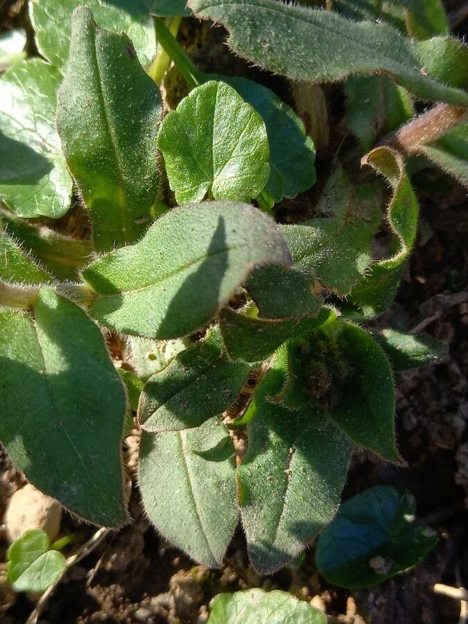 Pulmonaria obscura leaf