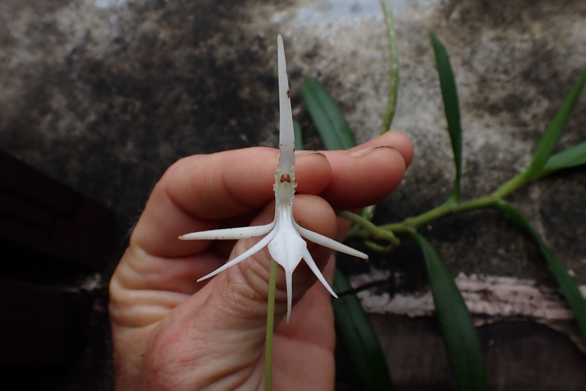 Jumellea stenoglossa flower