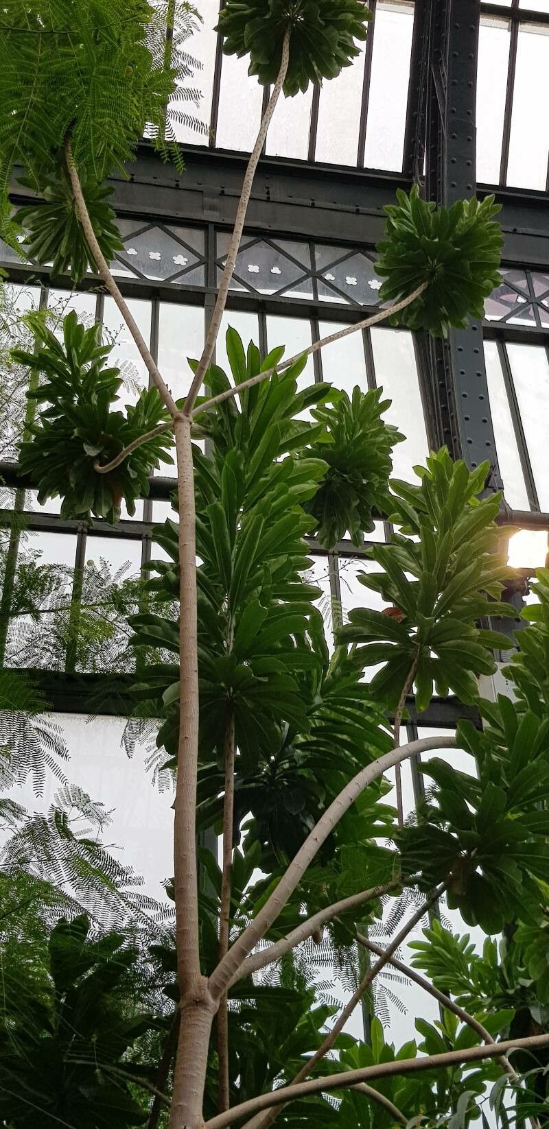 Cerbera manghas leaf