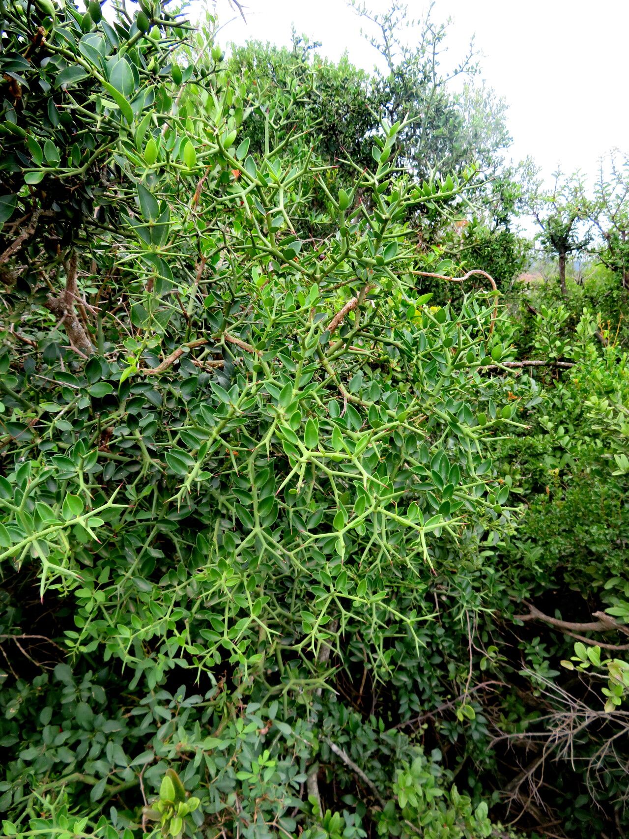 Carissa haematocarpa habit