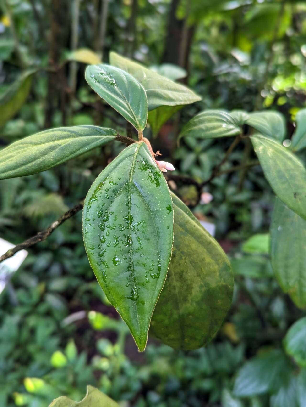 Medinilla venosa — search result for 'Medinilla'