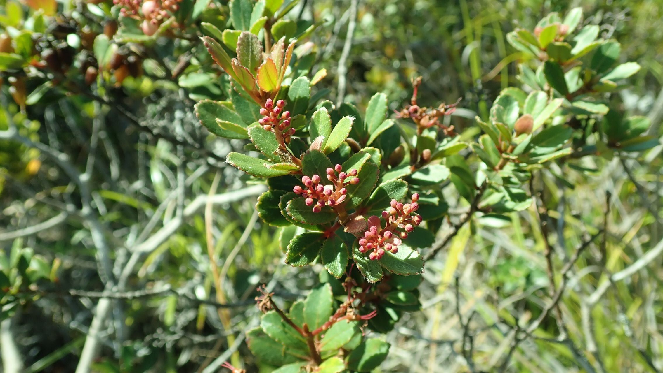 Cunonia lenormandii leaf