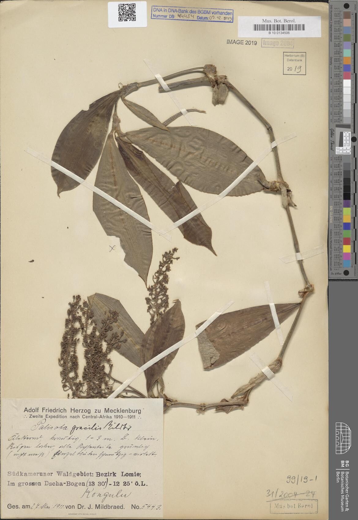 Palisota gracilior — houseplant care guide