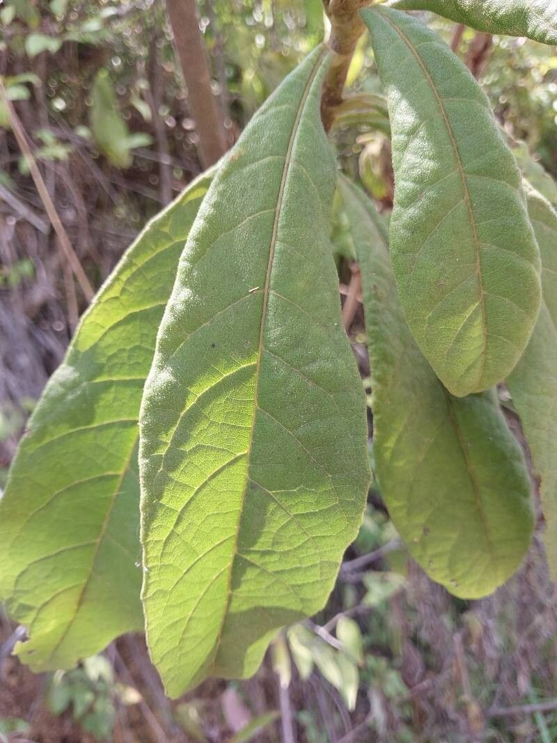 Vernonia latisquamata — houseplant care guide