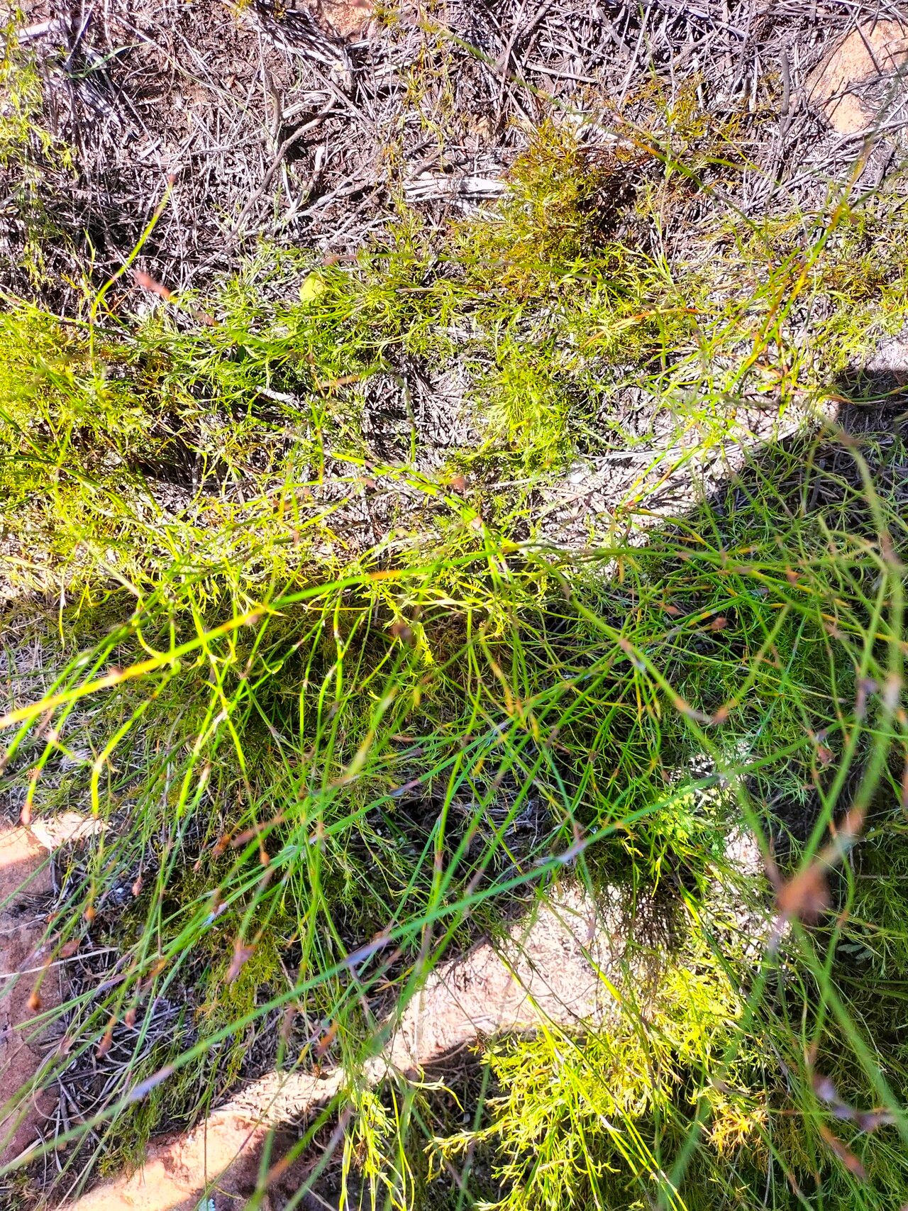 Restio capensis habit