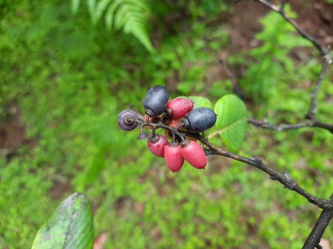 Berchemia edgeworthii — related species from the same genus