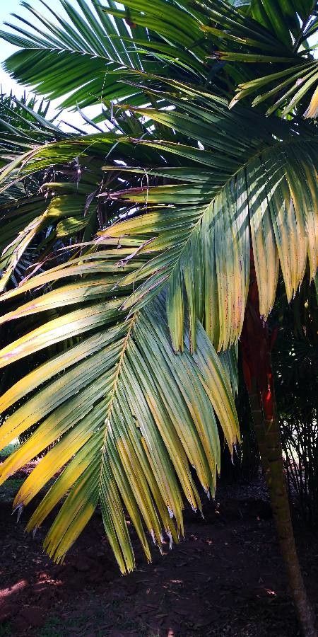 Areca vestiaria leaf