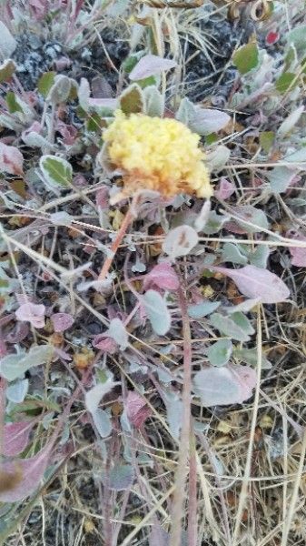 Eriogonum latifolium leaf