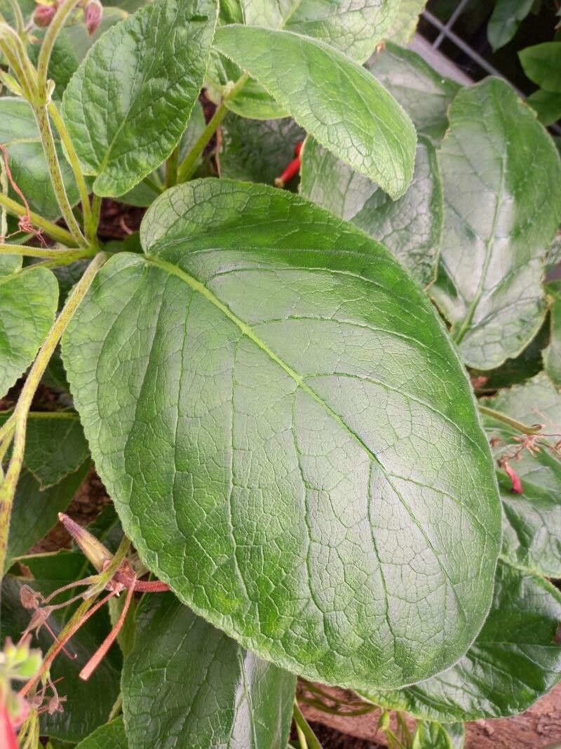 Sinningia macropoda leaf