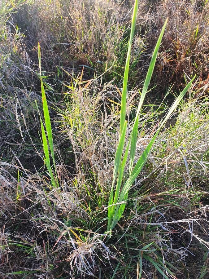 Gladiolus gunnisii leaf