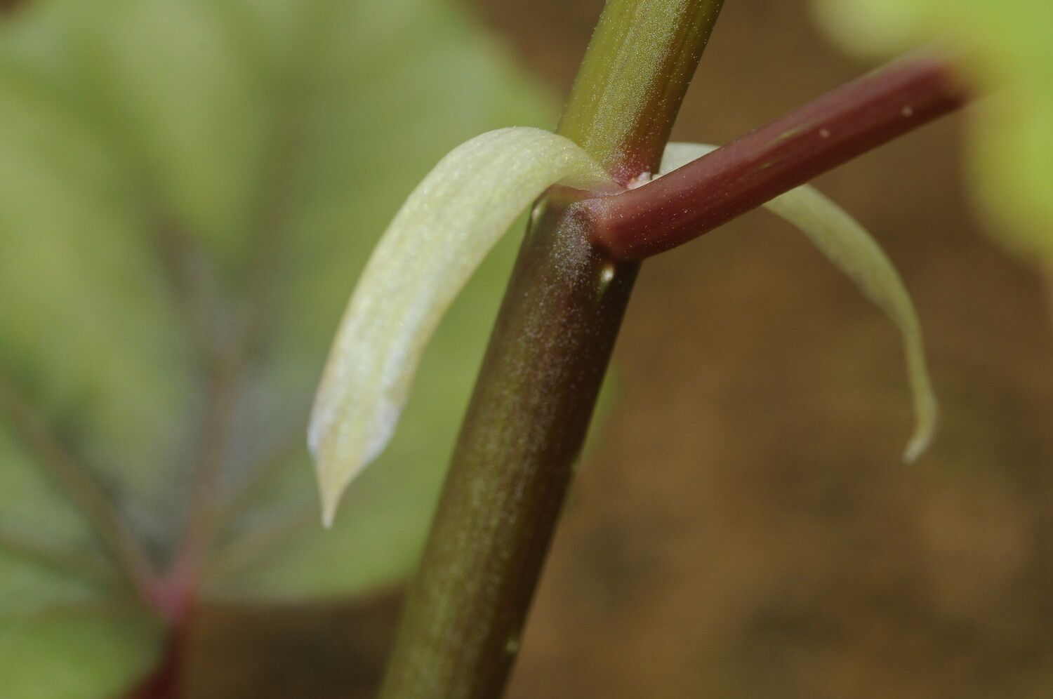 Begonia coursii bark