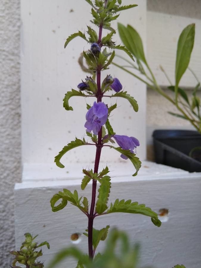Dracocephalum moldavica flower
