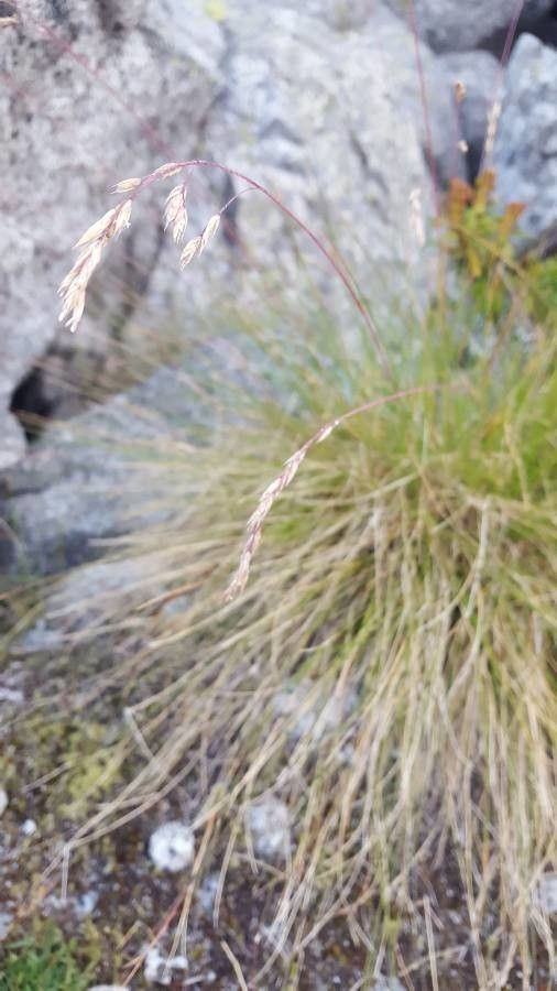 Festuca varia fruit