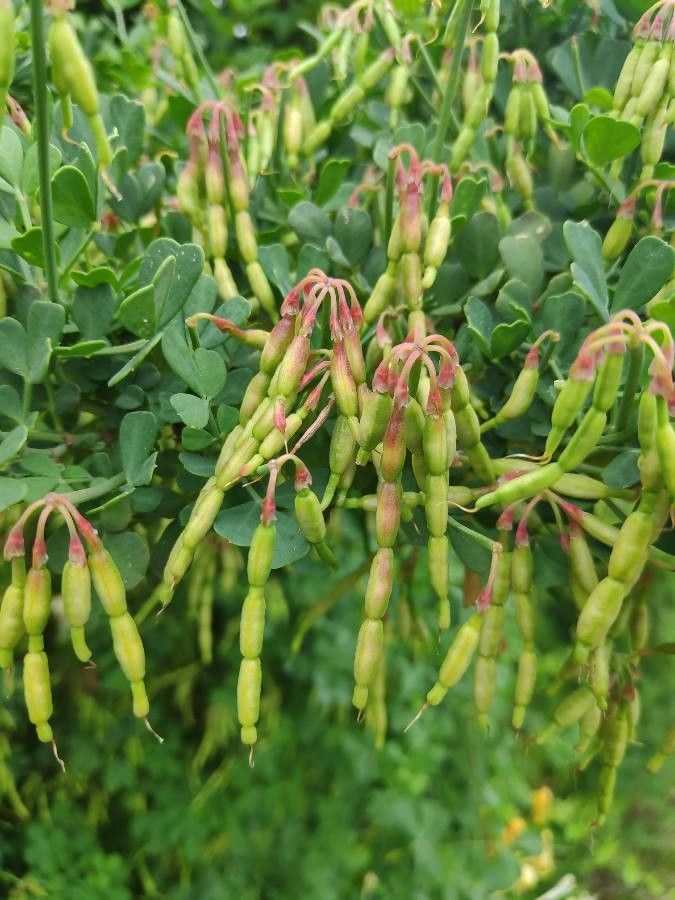 Coronilla valentina fruit