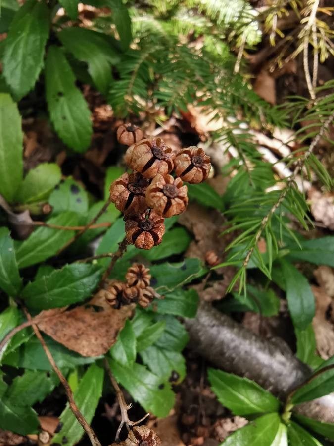 Chimaphila umbellata fruit