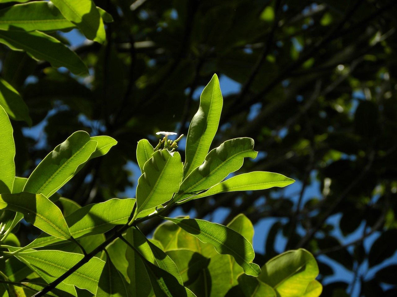 Ochrosia borbonica habit