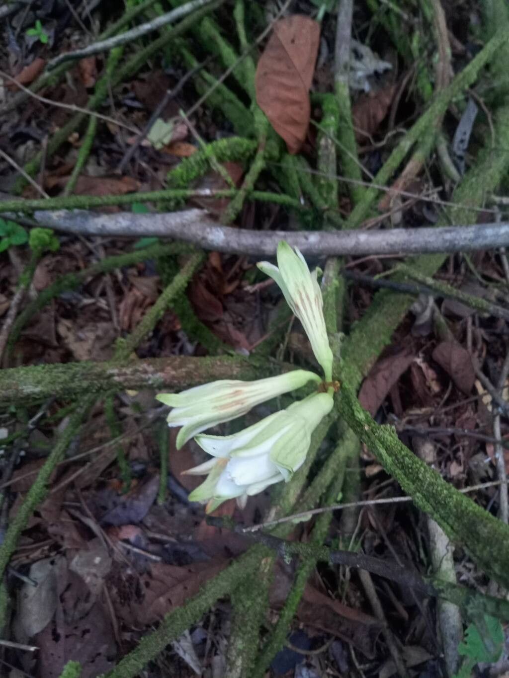 Passiflora candida flower
