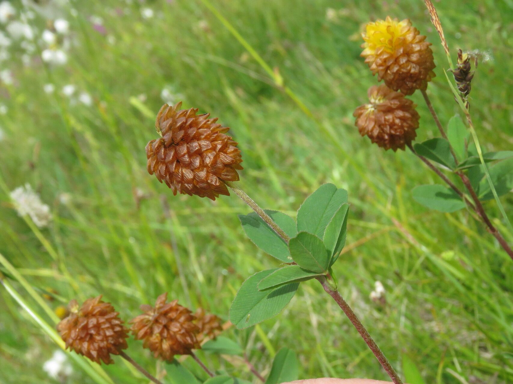 Trifolium badium fruit