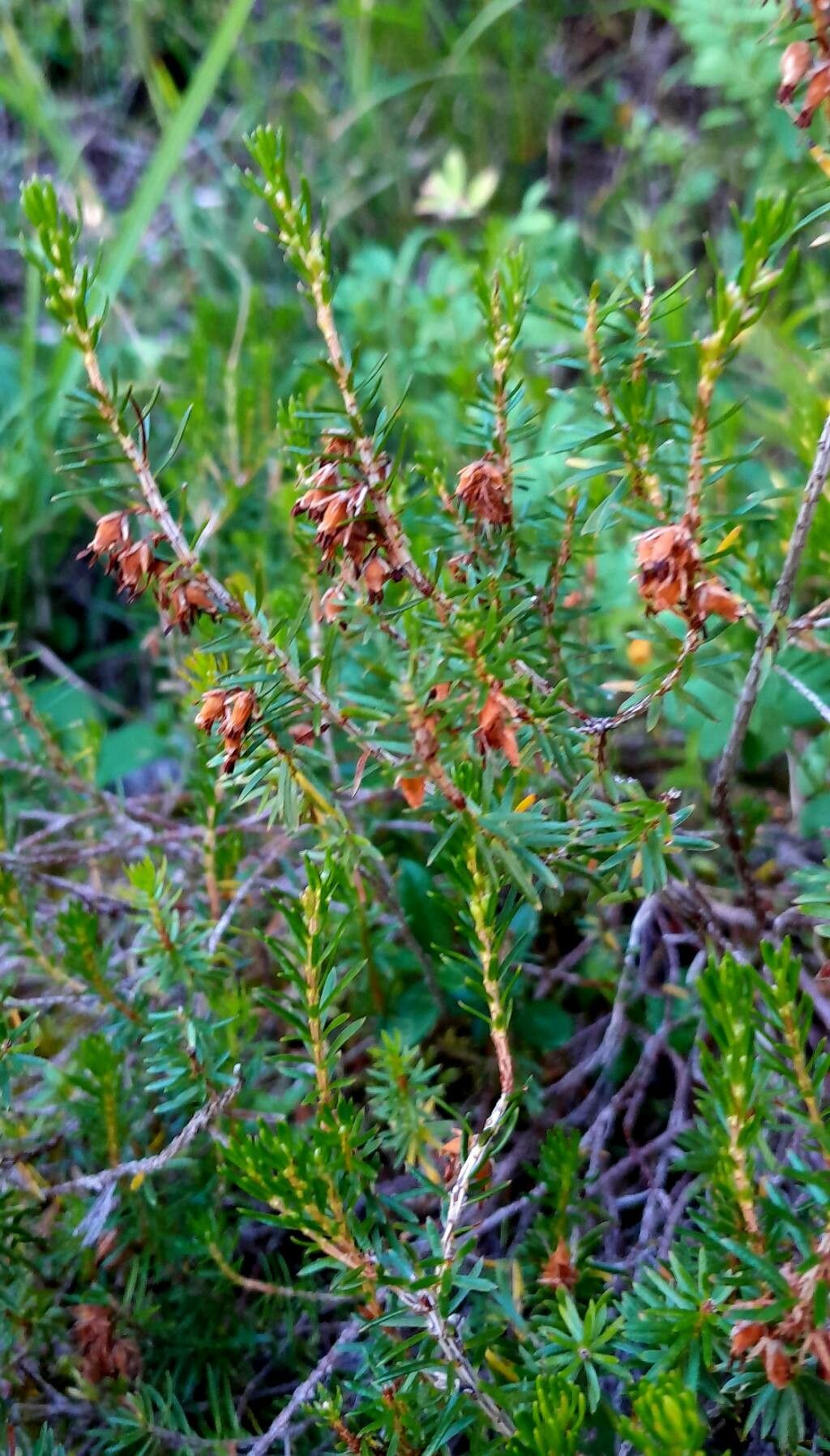 Erica carnea fruit