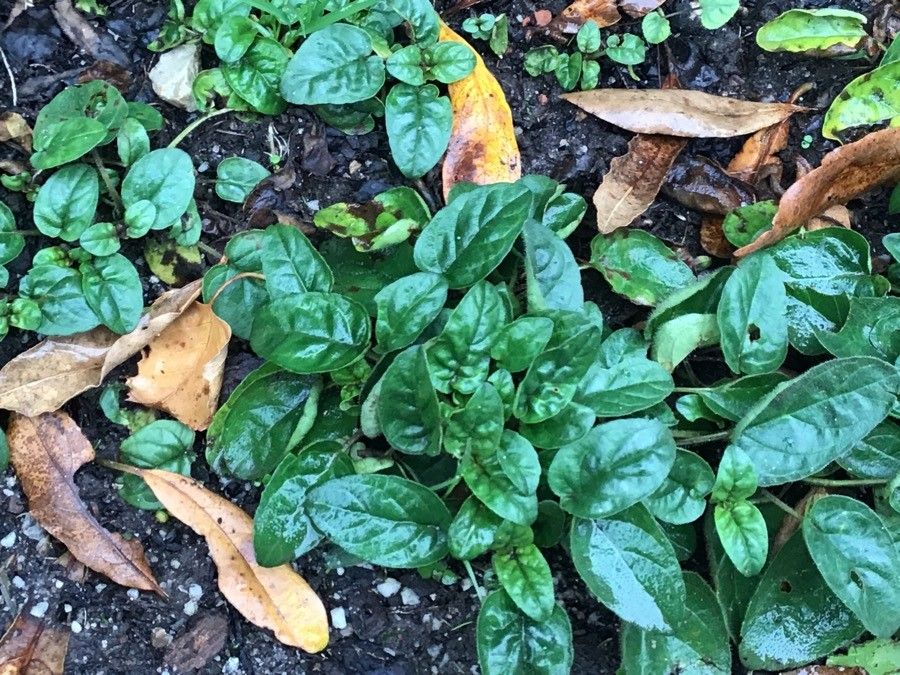 Prunella grandiflora leaf