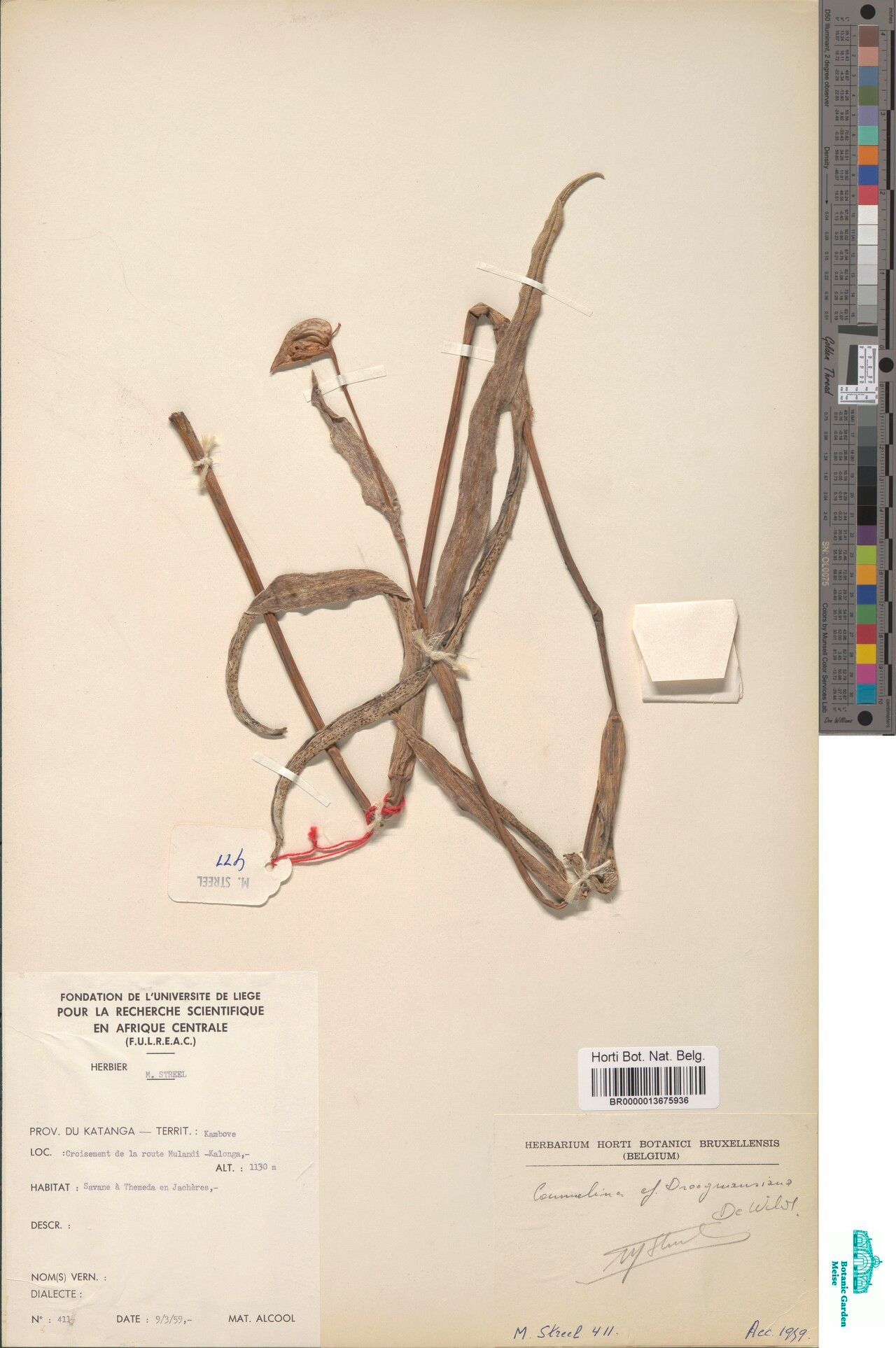 Commelina droogmansiana — search result for 'Commelina'