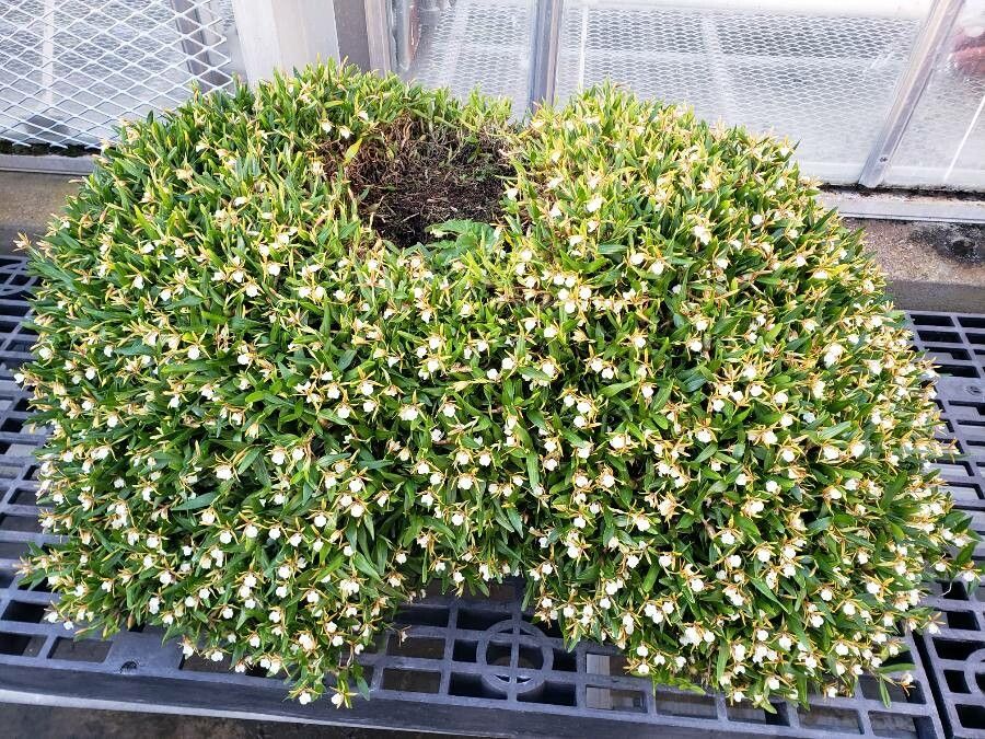 Dinema polybulbon habit