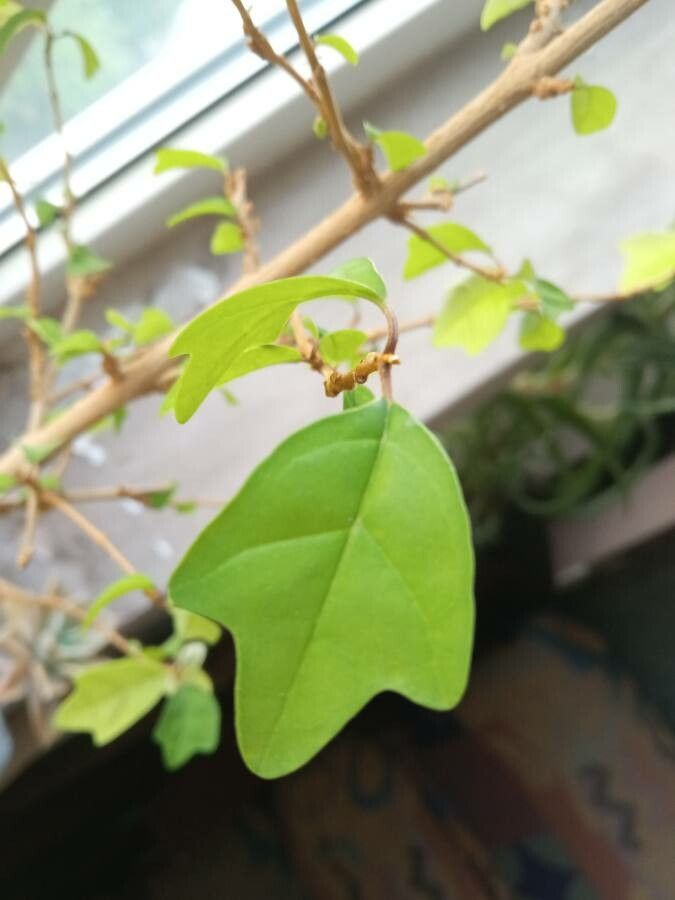 Gmelina philippensis — houseplant care guide