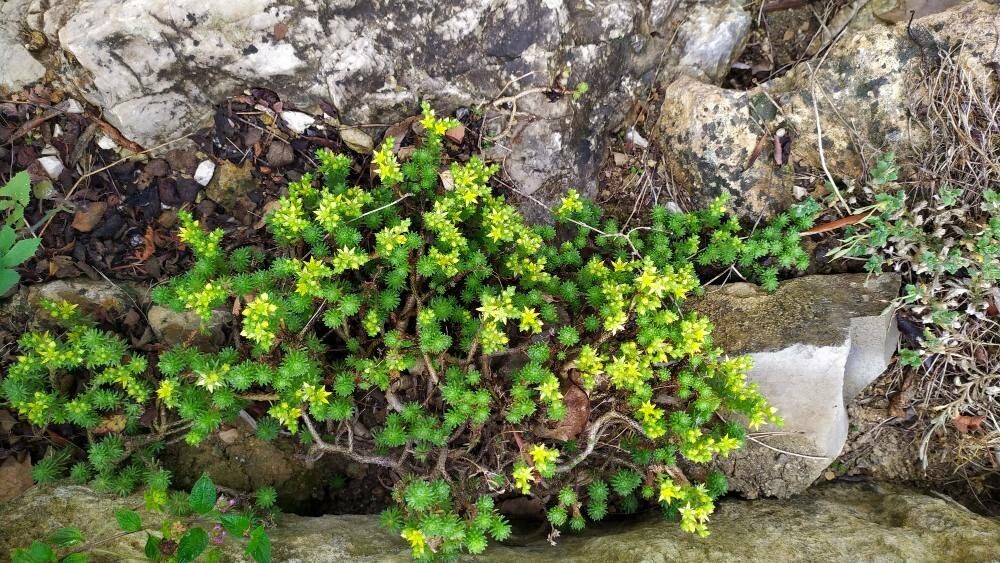 Sedum multiceps habit