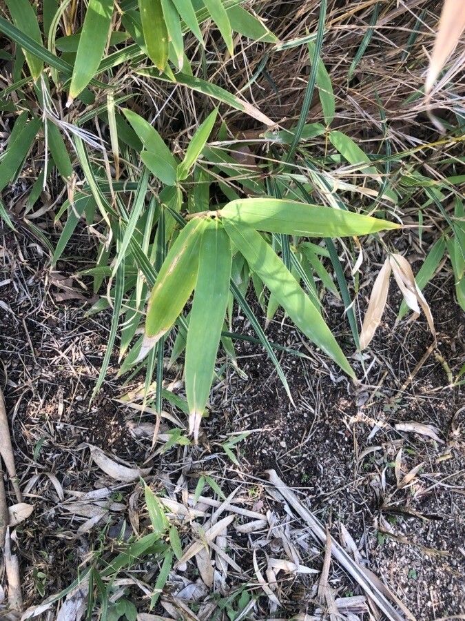 Pleioblastus simonii — search result for 'Pleioblastus'