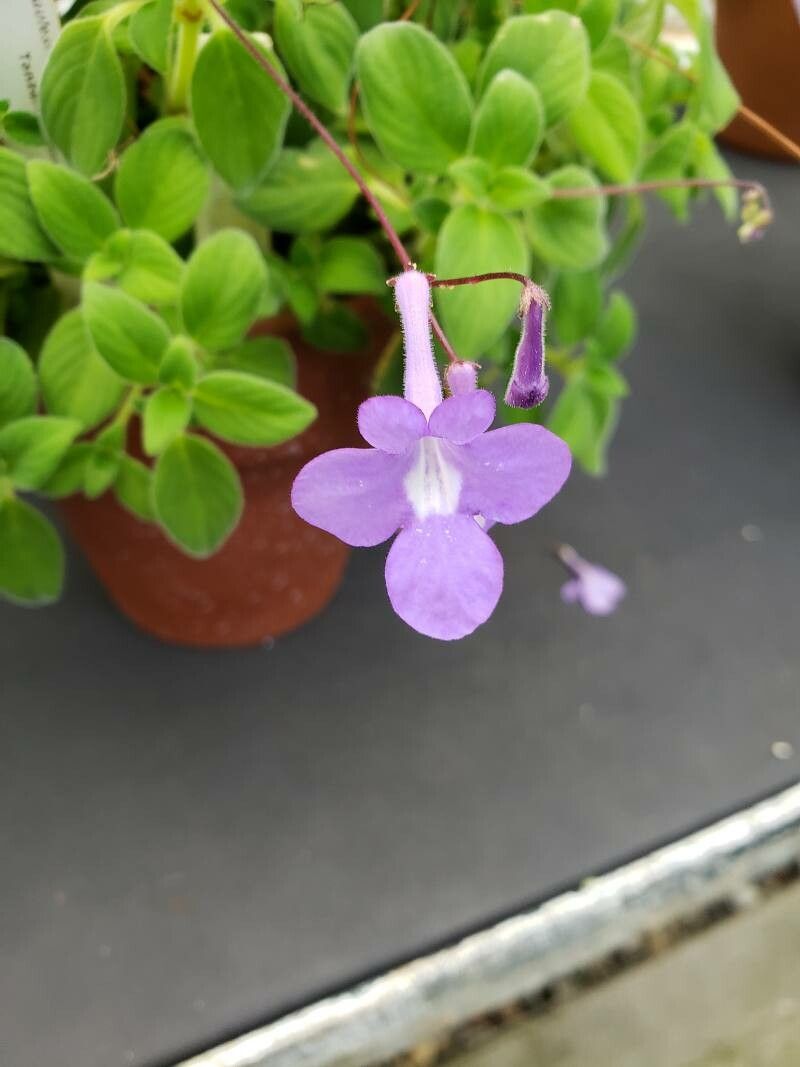 Streptocarpus caulescens flower