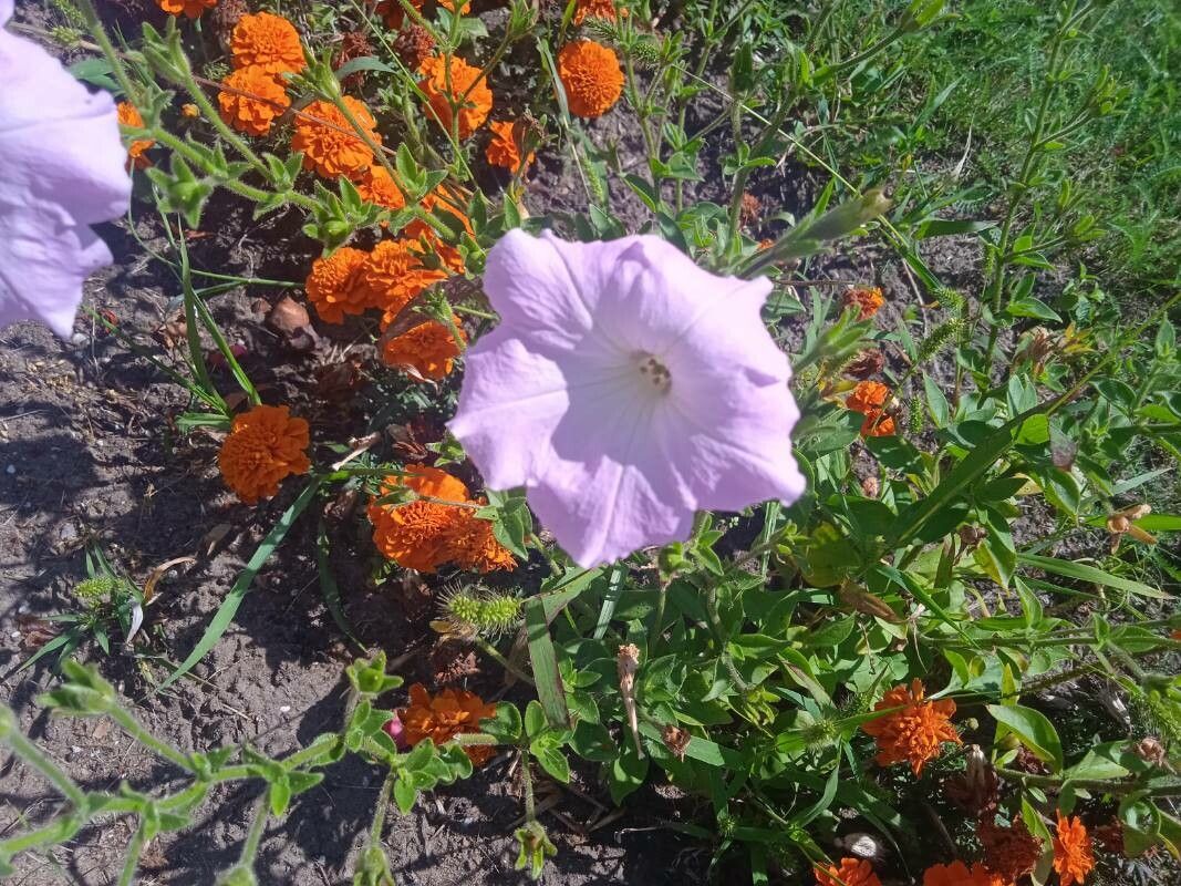 Ipomoea lindheimeri flower