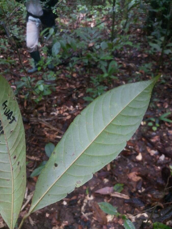 Guatteria ouregou — houseplant care guide