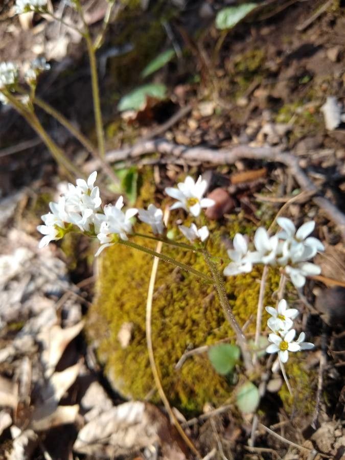 Jepsonia parryi flower