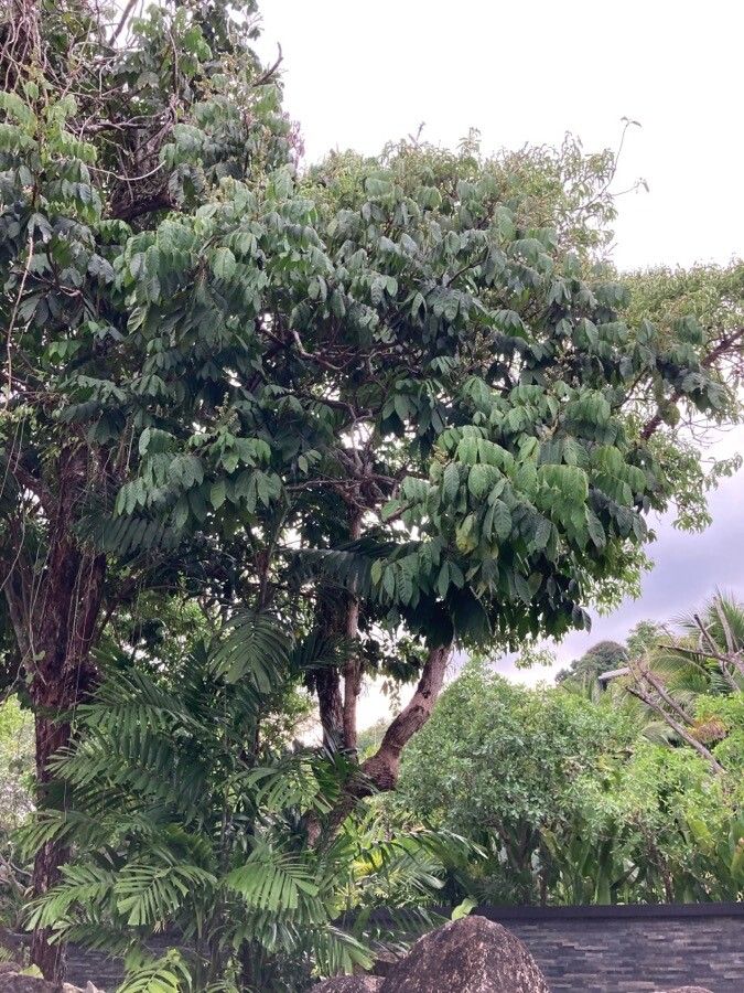 Guarea casimiriana — search result for 'Meliaceae'