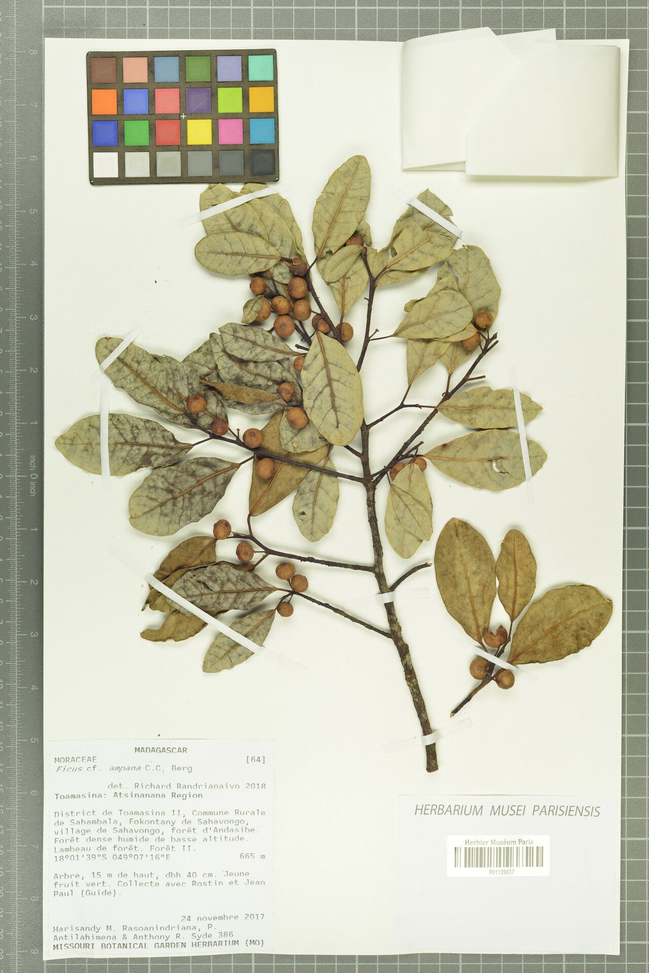 Ficus ampana — houseplant care guide