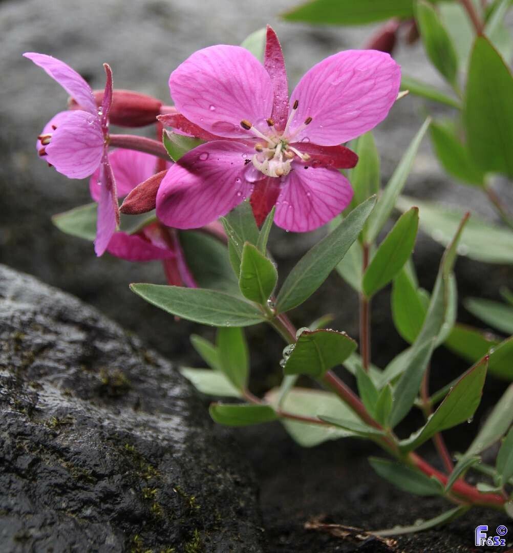 Chamerion latifolium habit