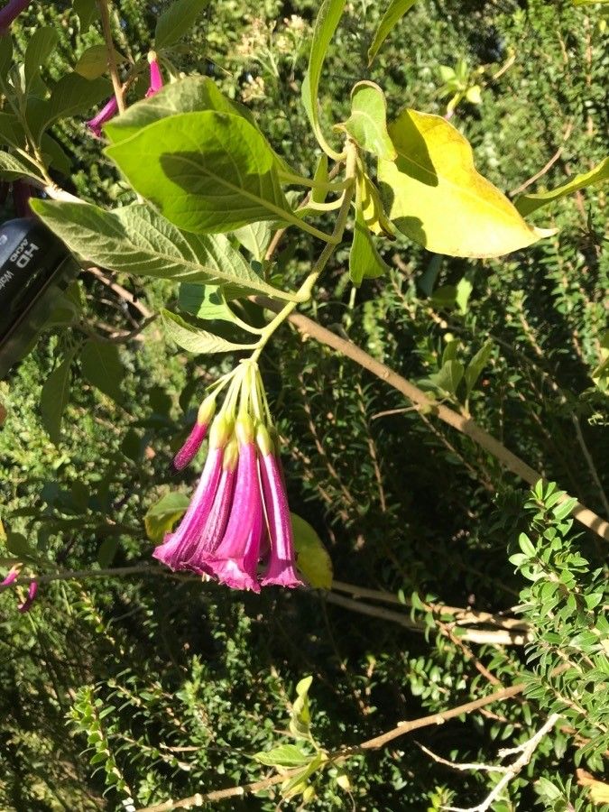 Iochroma cyaneum flower