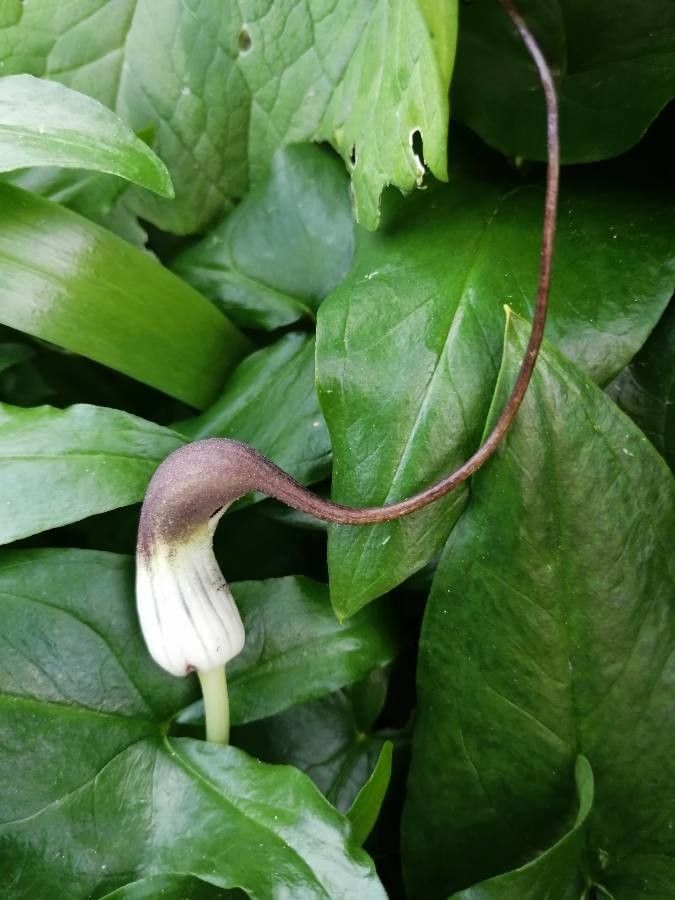 Arisarum proboscideum flower