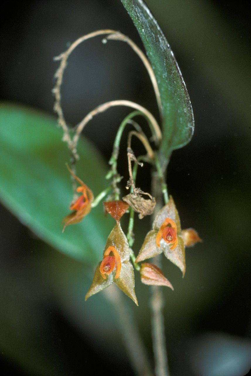 Lepanthes grisebachiana — houseplant care guide