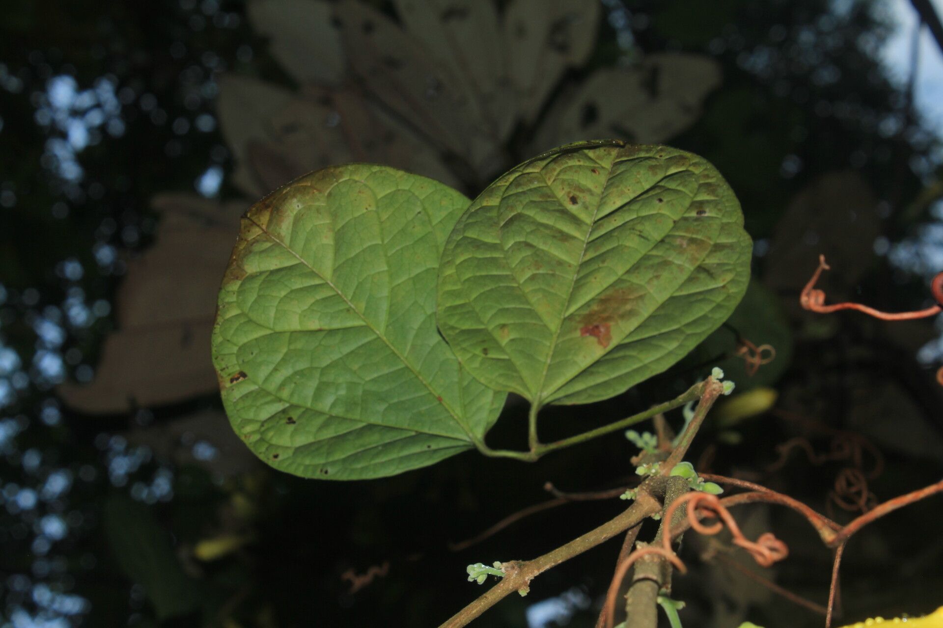 Anemopaegma oligoneuron — houseplant care guide