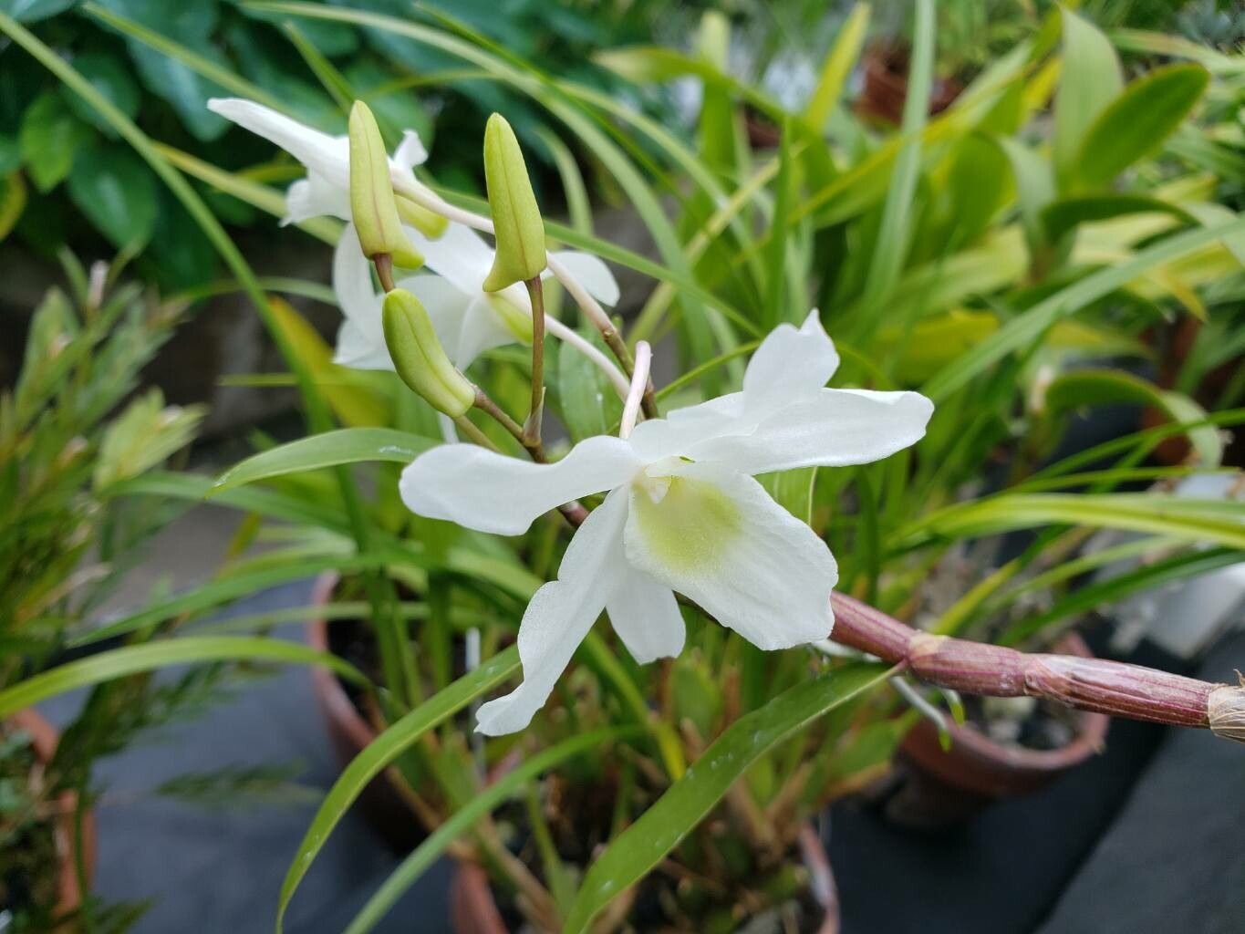 Dendrobium officinale — houseplant care guide