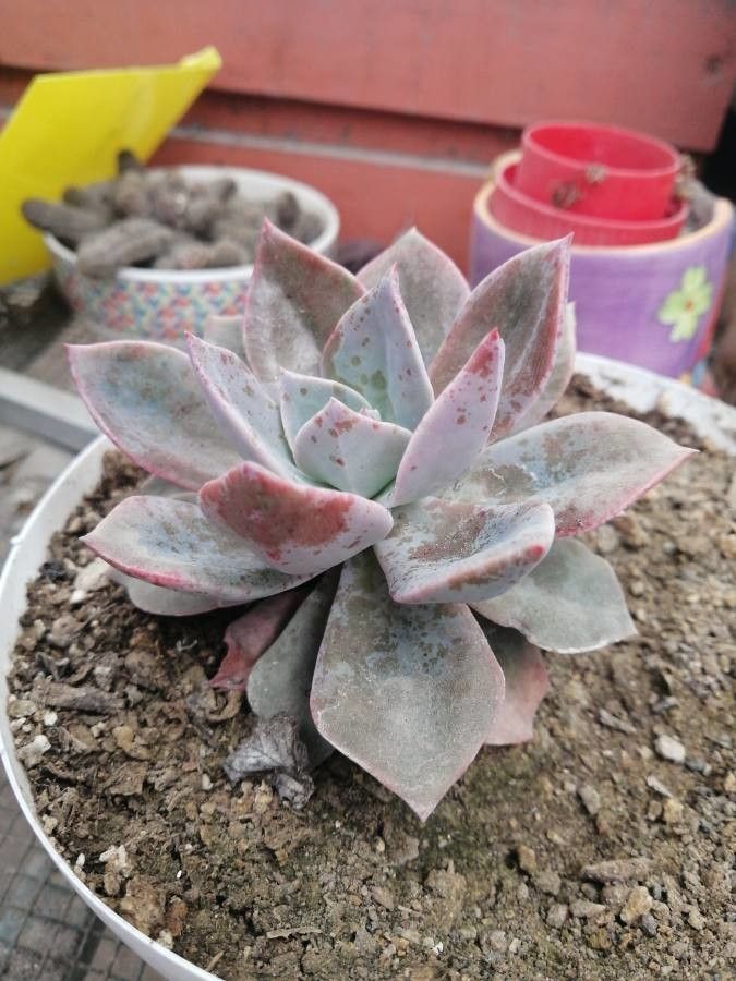 Echeveria cante habit