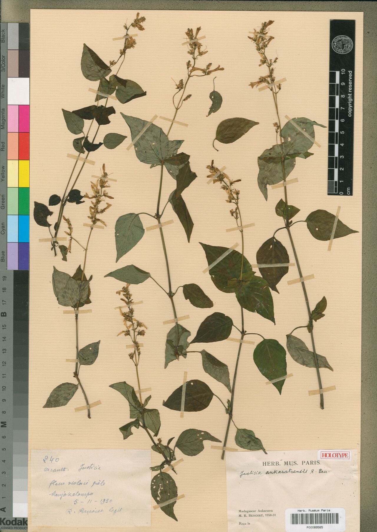 Justicia ankaratrensis — houseplant care guide