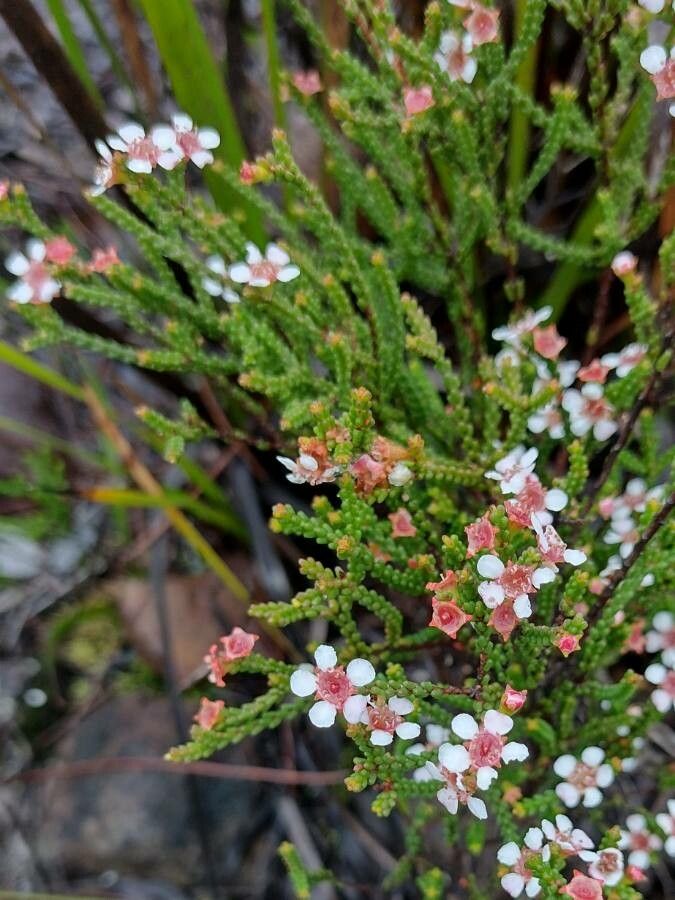 Baeckea brevifolia habit