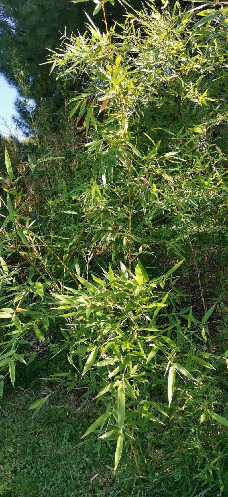 Phyllostachys glauca habit